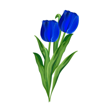 Tulip